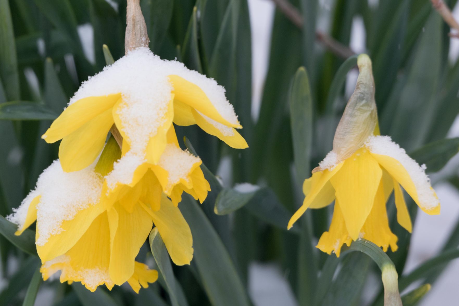 Easter snow